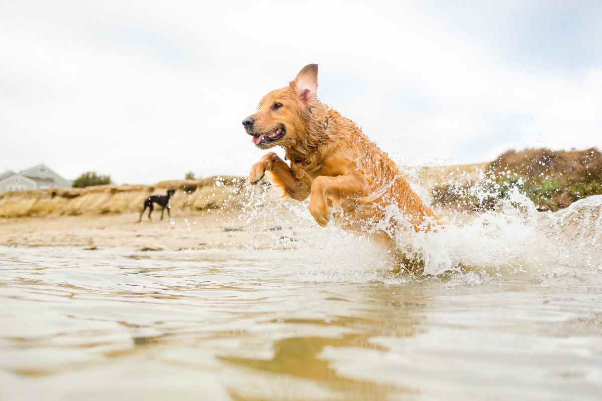 cane salta in acqua